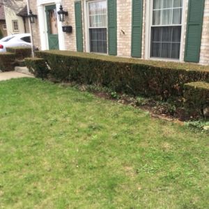 Before image: Rows of hedges look dated at a home in Racine, WI